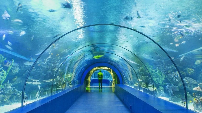 Antalya Aquarium Tour – Skip the Line & Explore the World’s Longest Tunnel Aquarium 4
