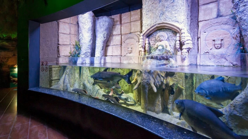 Antalya Aquarium Tour – Skip the Line & Explore the World’s Longest Tunnel Aquarium 6