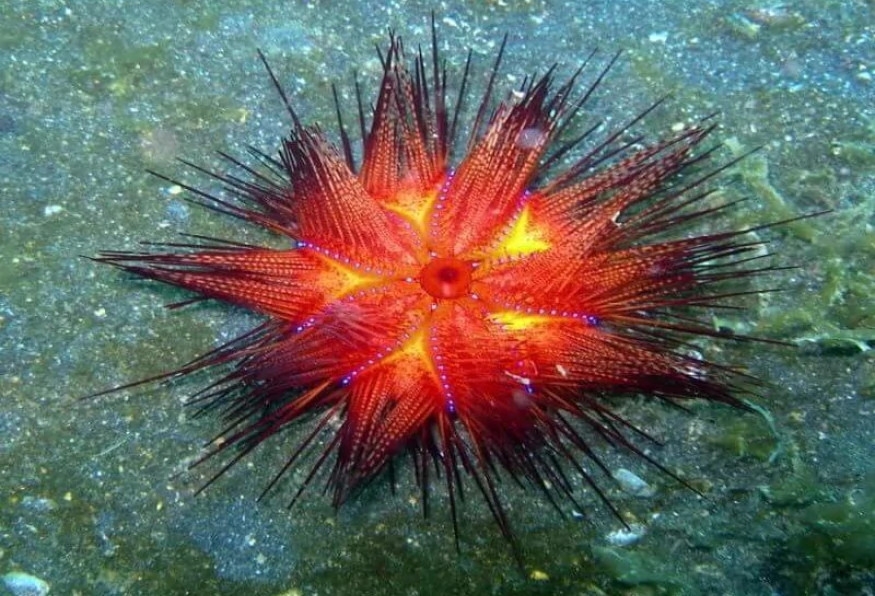 Daily Diving from Kemer Tour 4