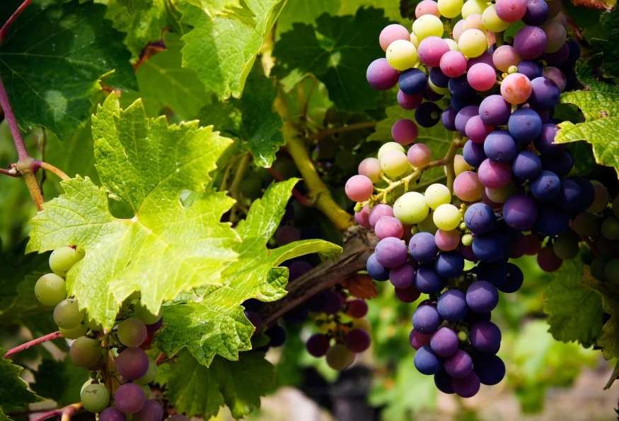 Daily Cappadocia Grape Harvest Tour 2