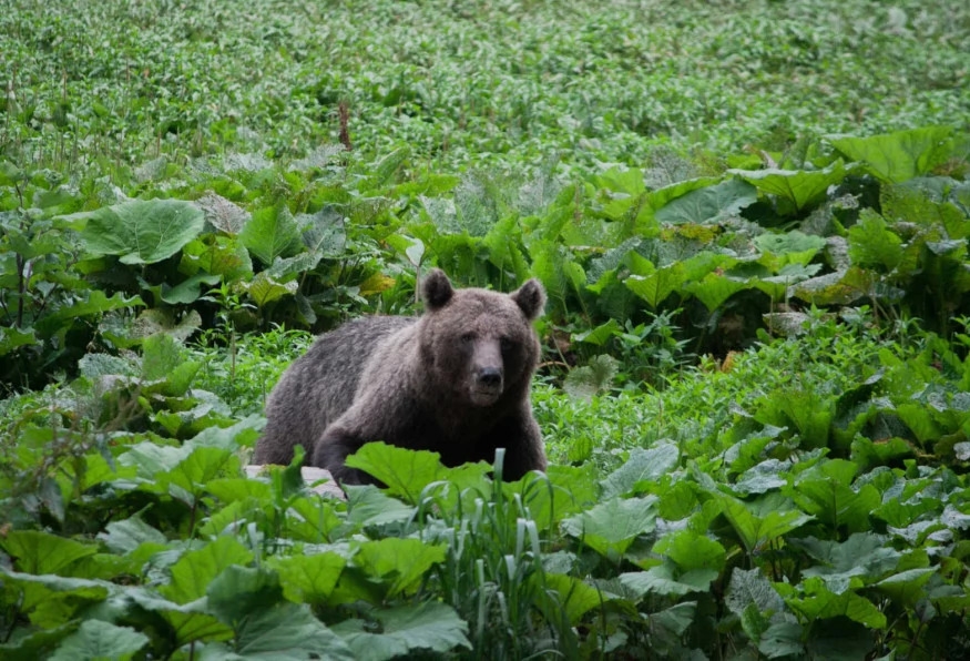 Private Hiking and Bear Watching in the Carpathian 4