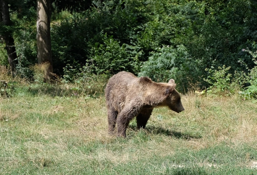 Private Hiking and Bear Watching in the Carpathian 9