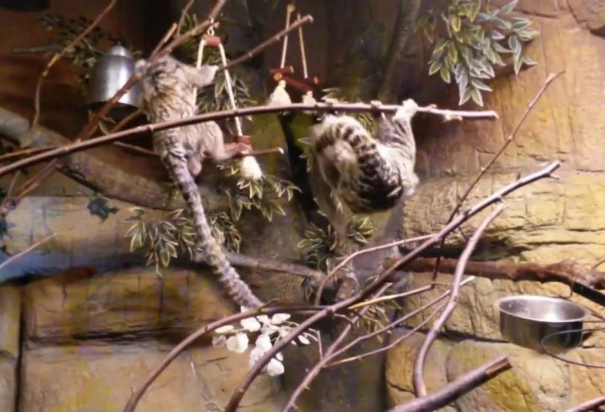 Daily Jungle Park Tour Istanbul – Family Adventure & Wildlife Experience 2