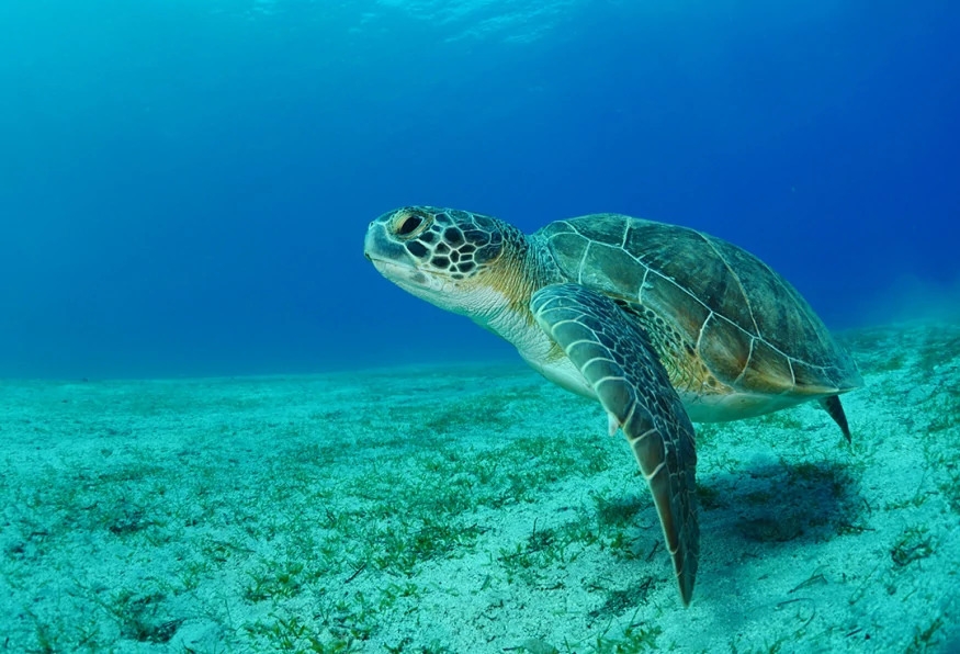 Daily Turtle Clinic Tour from Dalaman 5