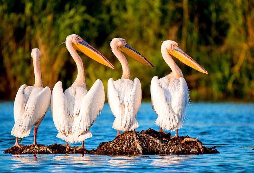 Daily Manyas Bird of Paradice Tour from Ayvalik 1