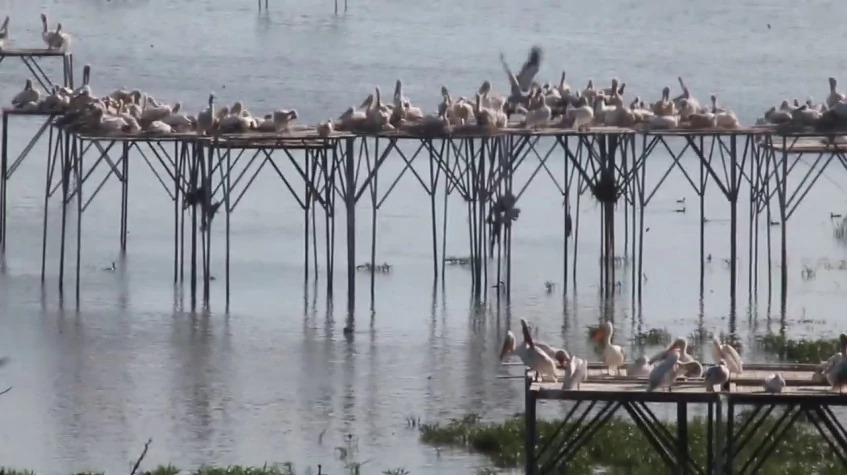 Daily Manyas Bird of Paradice Tour from Ayvalik 4