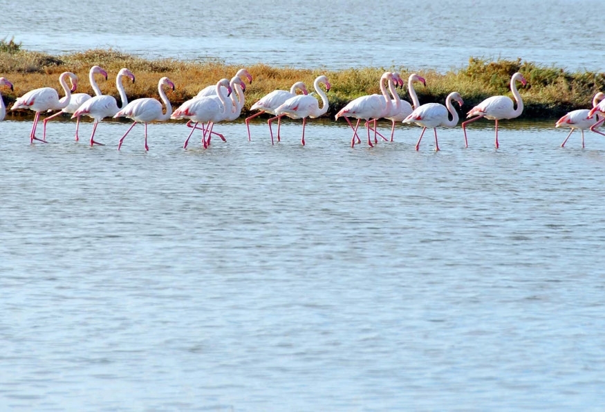Daily Manyas Bird of Paradice Tour from Ayvalik 6