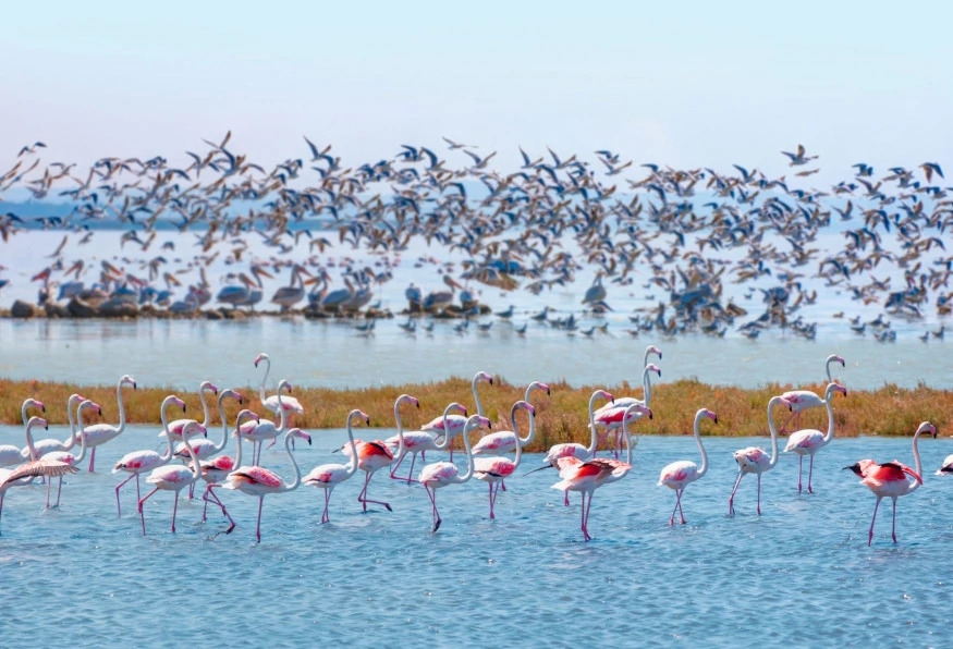 Daily Manyas Bird of Paradice Tour from Ayvalik 7
