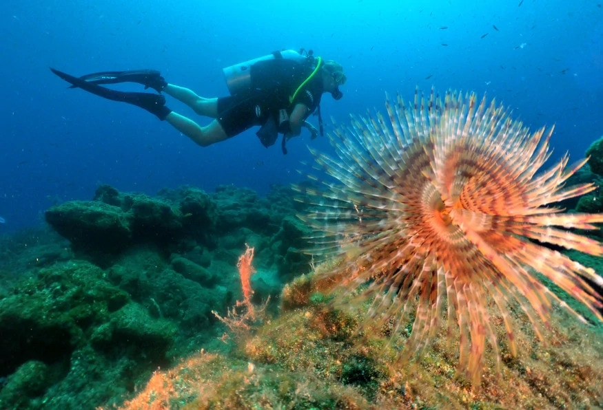 Daily Scuba Diving Tour from Olympos 5