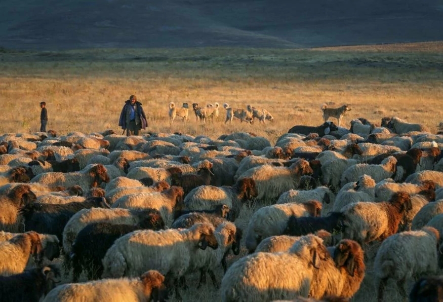 Daily Akdamar Island & Van Lake Tour from Bitlis 5