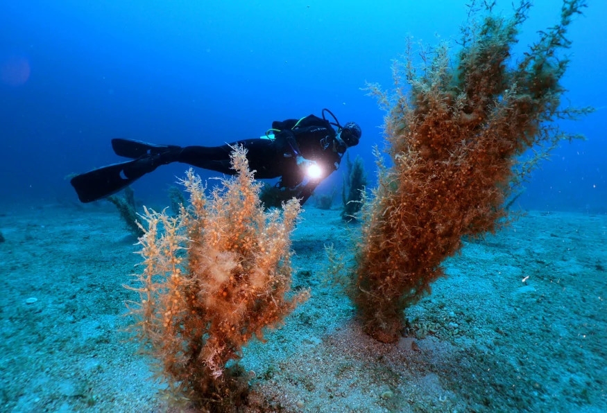 Daily Bodrum Scuba Diving Tour from Didim 3