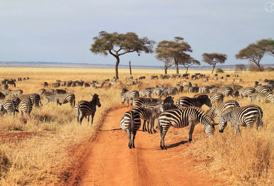8 Days Big Five Safari 7