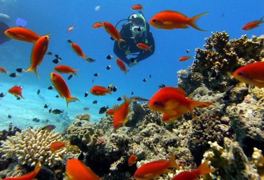 Daily Didim Scuba Diving Tour 1