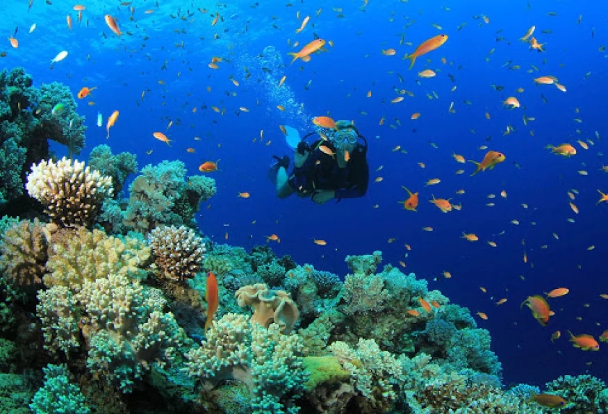 Daily Cesme Scuba Diving Tour | Explore the Underwater World of the Aegean Sea 3