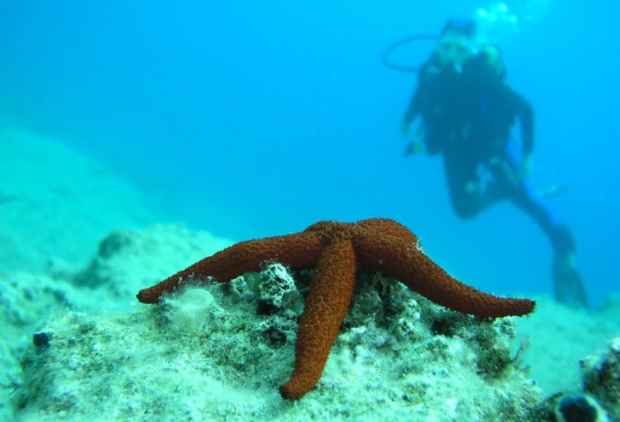 Daily Scuba Diving Tour from Selcuk 4