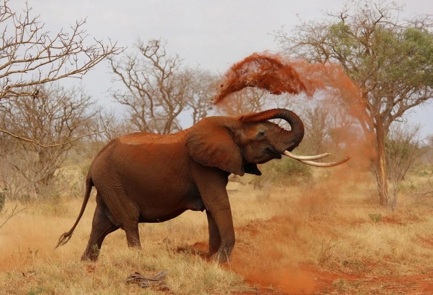 5 Days Tanzania Safari and Zanzibar Beach Holiday 8