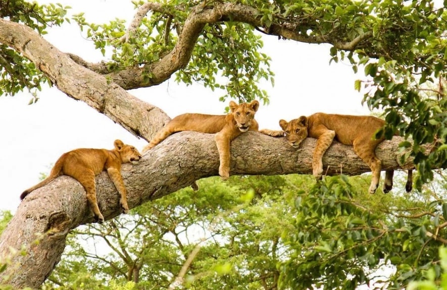 9 Days Primates and Wildlife Safari in Uganda 3