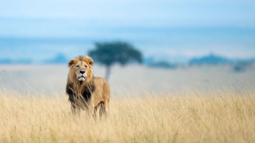 10 Days Safari & Beach Package 4