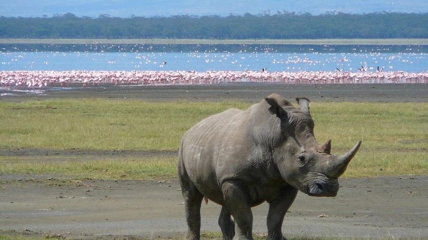 10 Days Safari & Beach Package 7