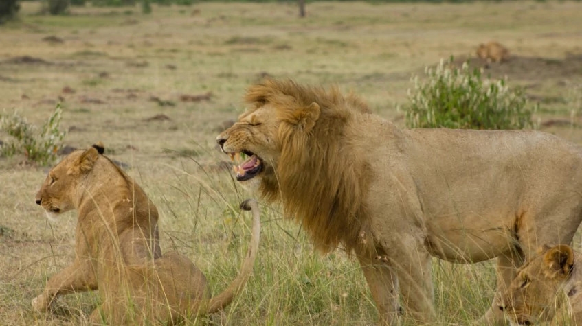 10 Days Safari & Beach Package 9