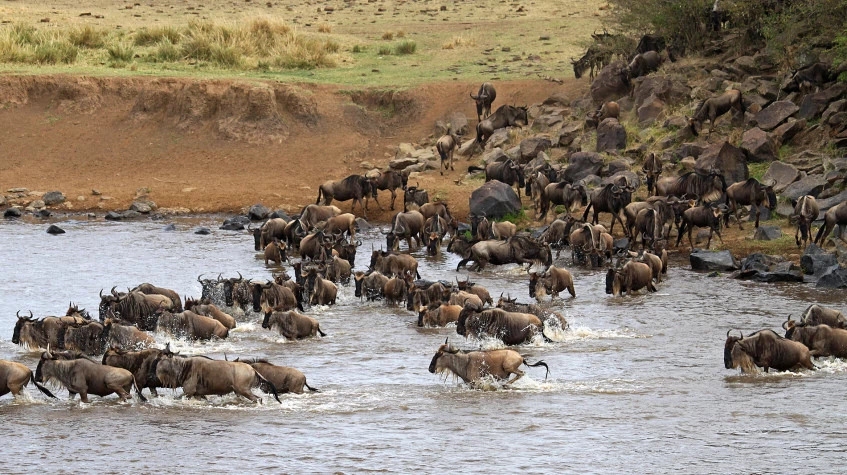 10 Days Safari & Beach Package 11