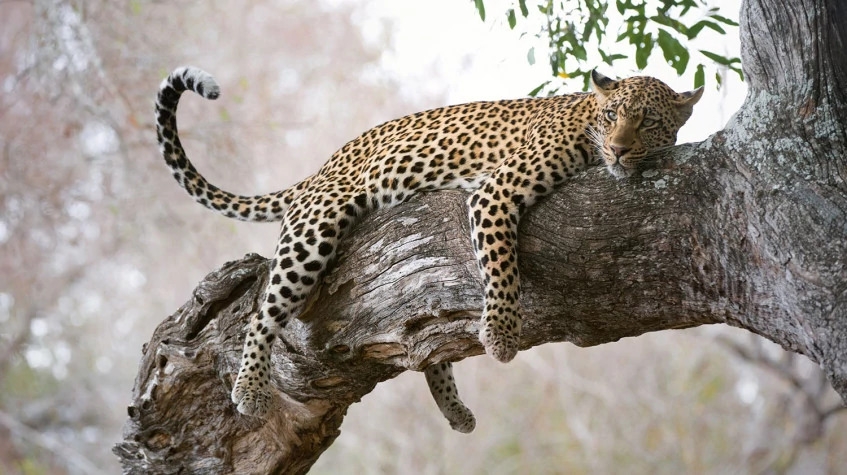 7 Days Best of Tanzania Safari 5