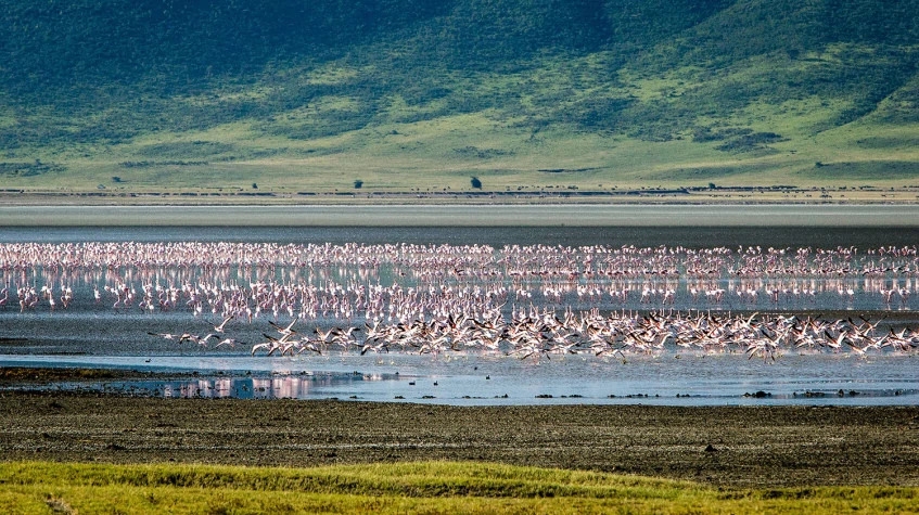 7 Days Best of Tanzania Safari 7