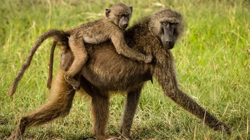 7 Days Best of Tanzania Safari 10