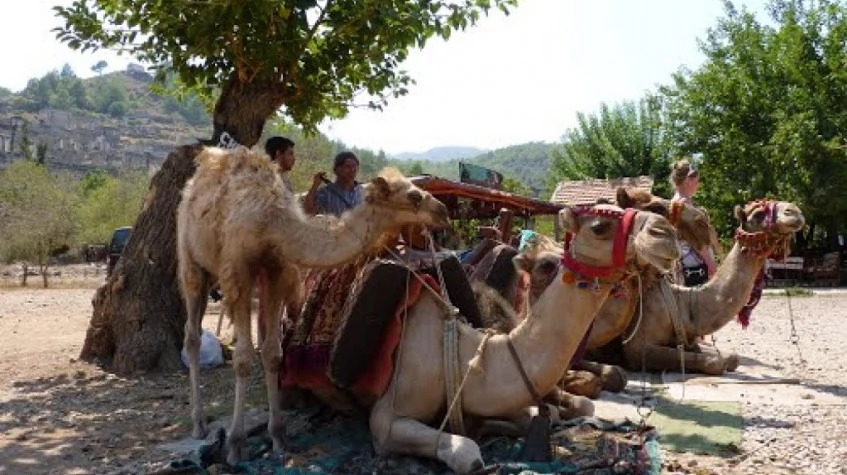 Daily Camel Riding Tour from Oludeniz 2
