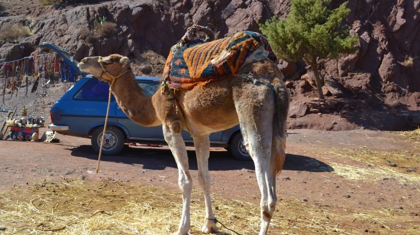 Daily Camel Riding Tour from Oludeniz 8