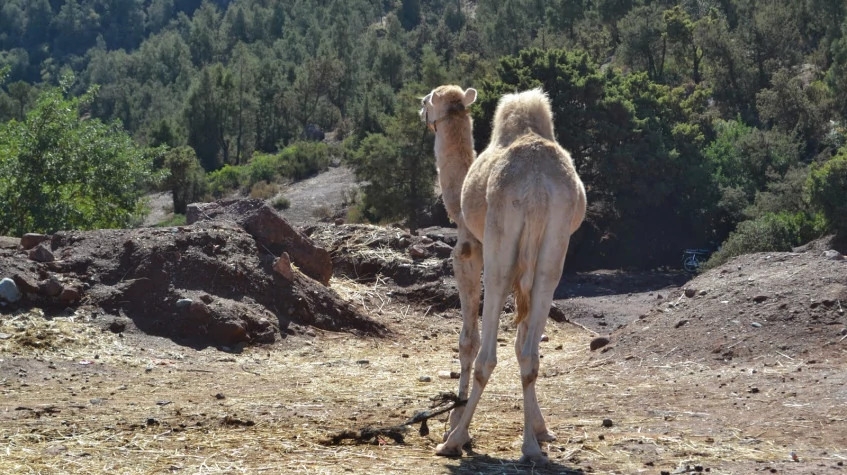 Daily Camel Riding Tour from Oludeniz 9