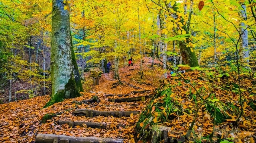Daily Sapanca Masukiye Tour from Kocaeli 5