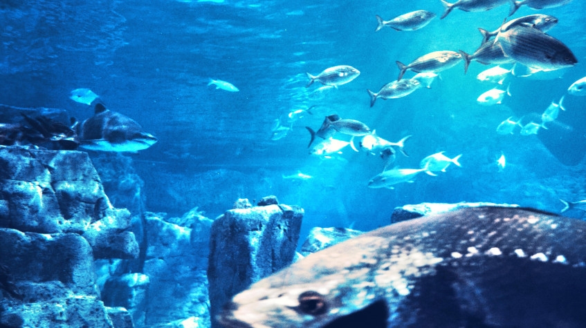 Aquarium & Aqua Florya Shopping Mall Tour Istanbul – Family-Friendly Marine Adventure 4