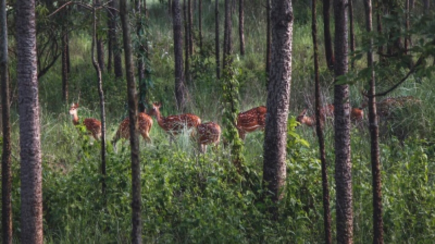 Nepal Safari With Himalaya Tour 2