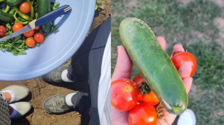 3 Days Istanbul Planting Seedlings/Harvest Tour 1