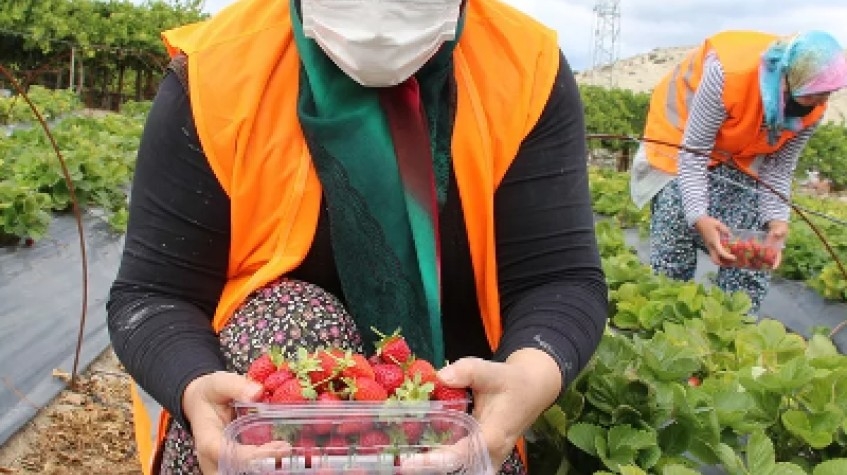 3 Days Istanbul Planting Seedlings/Harvest Tour 2