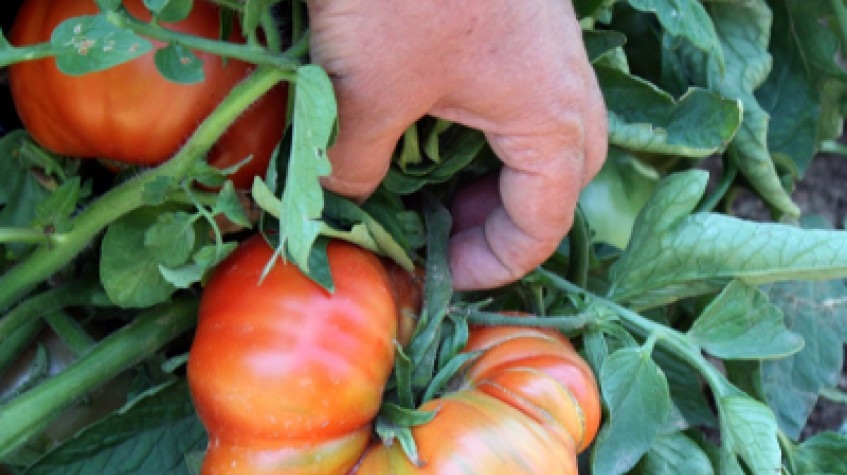 3 Days Istanbul Planting Seedlings/Harvest Tour 5