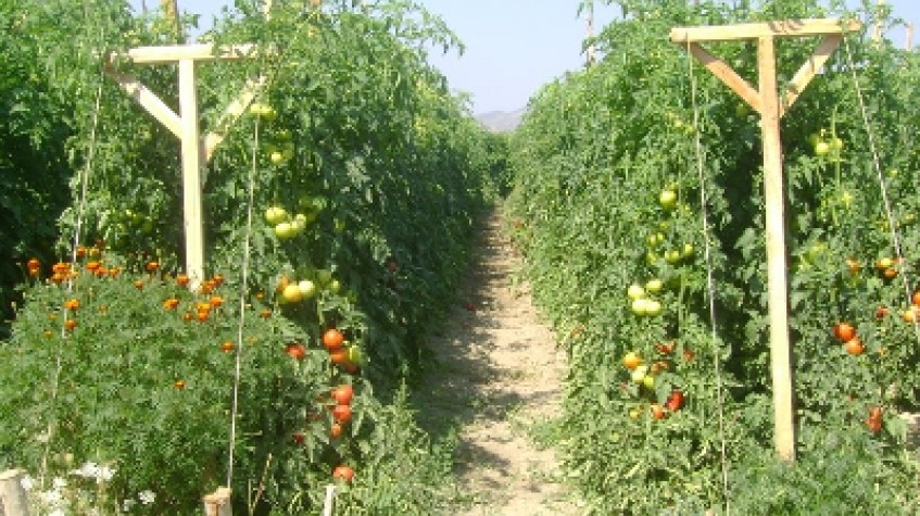 3 Days Istanbul Planting Seedlings/Harvest Tour 8