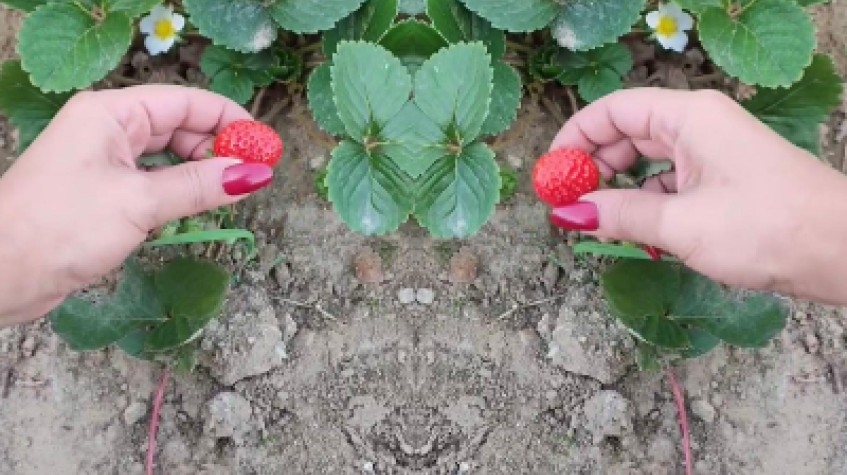 3 Days Istanbul Planting Seedlings/Harvest Tour 9