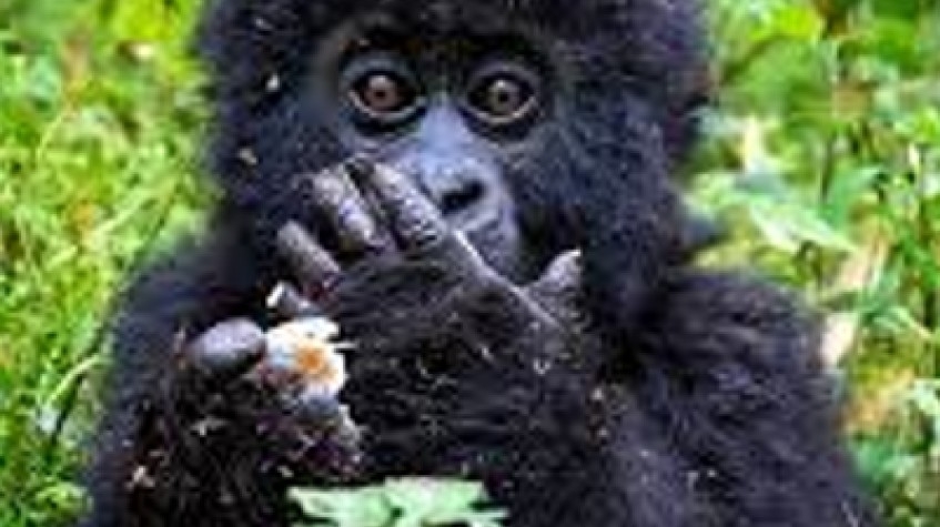 2 Days Mountain Gorilla Safari Rwanda & Kigali City Historical Tour 1