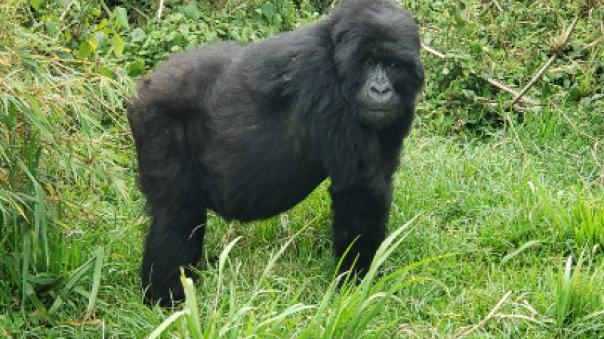 2 Days Mountain Gorilla Safari Rwanda & Kigali City Historical Tour 3