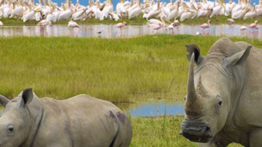 4 Days Masai Mara and Lake Nakuru Tour 3