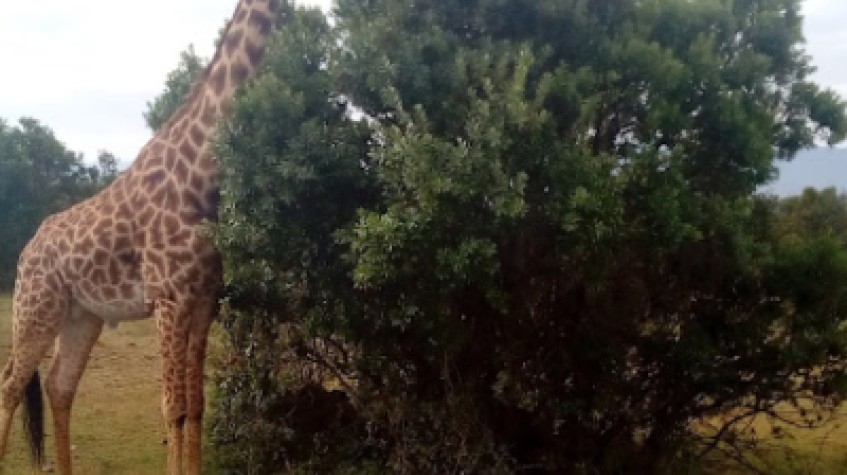 4 Days Masai Mara and Lake Nakuru Tour 4