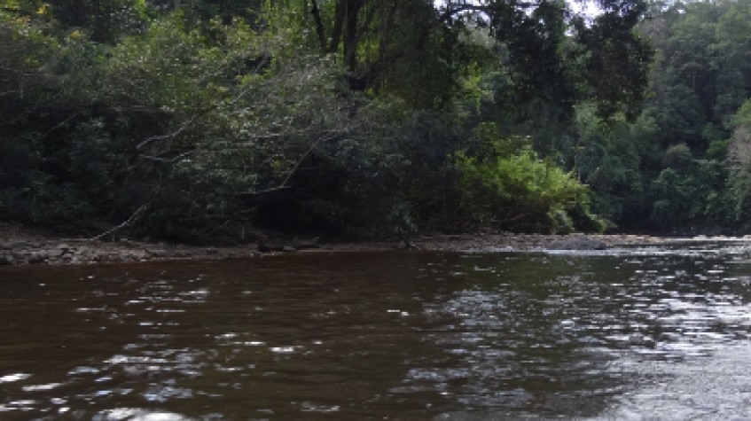 P 27 2D 1N Tour Rainforest Taman Negara + Night Jungle Walk 4