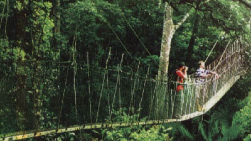 P 27 2D 1N Tour Rainforest Taman Negara + Night Jungle Walk 5
