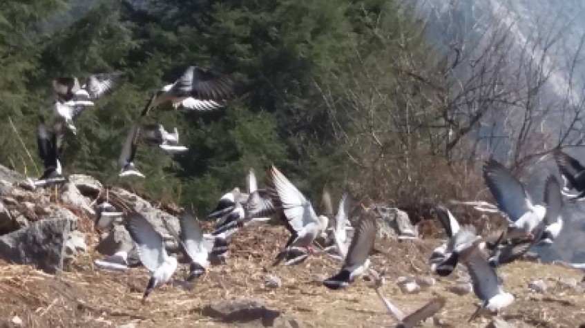 Langtang Valley Trek 10 Days 6