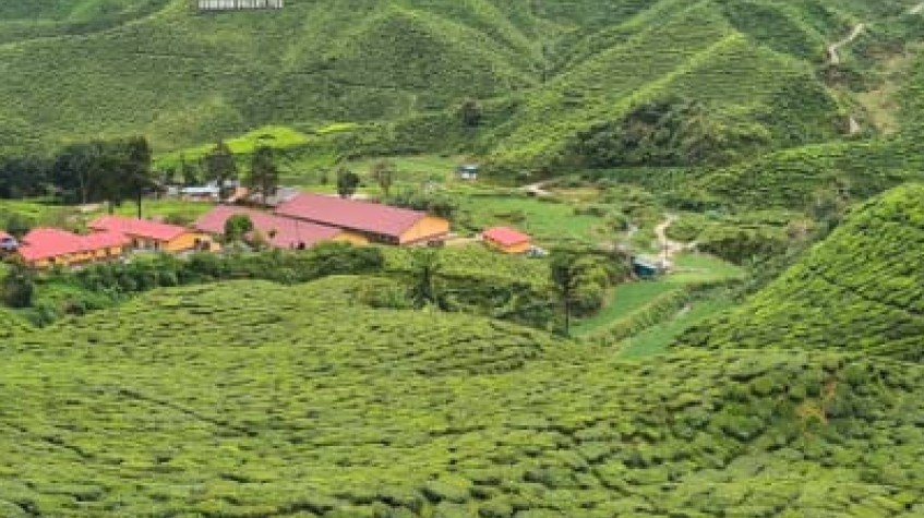P 56 2D 1N Tour Kuala Lumpur - Cameron Highlands - Penang Drop Off 3