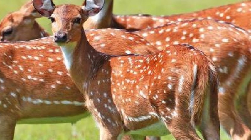 All-Inclusive Overnight Safari in Wasgamuwa With Mobile Camping 6