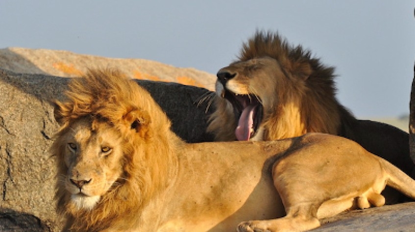3 Days Safari Serengeti National Park 2