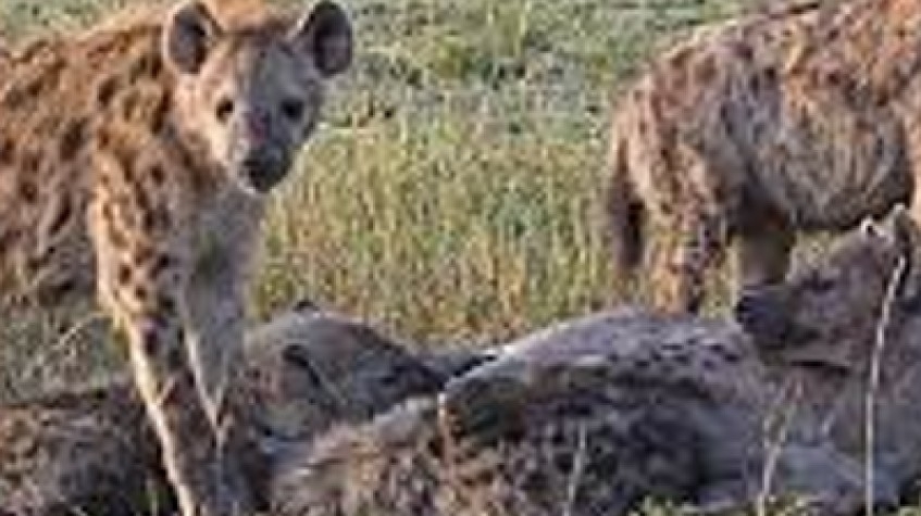 3 Days Safari Serengeti National Park 4